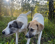 Собаки Нина и Риччи (брат с сестрой) в добрые руки Москва