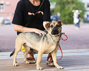 Собачка в футболочке ищет дом Санкт-Петербург