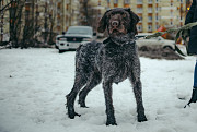 Красотка собака породы Дратхаар Санкт-Петербург