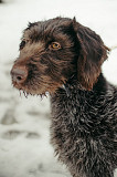 Красотка собака породы Дратхаар Санкт-Петербург