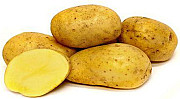 Семенной картофель из Беларуси. Картофель Бриз Самара
