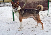 Небольшой симпатичный пёс ищет дом Санкт-Петербург