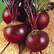 Поставки сезонного урожая свеклы оптом по Алтайскому краю Барнаул