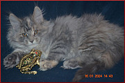 Великолепные котята мейн-кун из питомника Волгоград