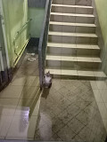 Милый котенок из парадной ищет дом Санкт-Петербург