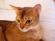 Абиссинская кошка Рига