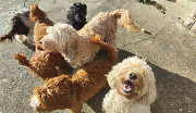 Australian Labradoodle puppies Дубровник