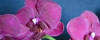 Орхидеи . Королевы Orhid Vanda.